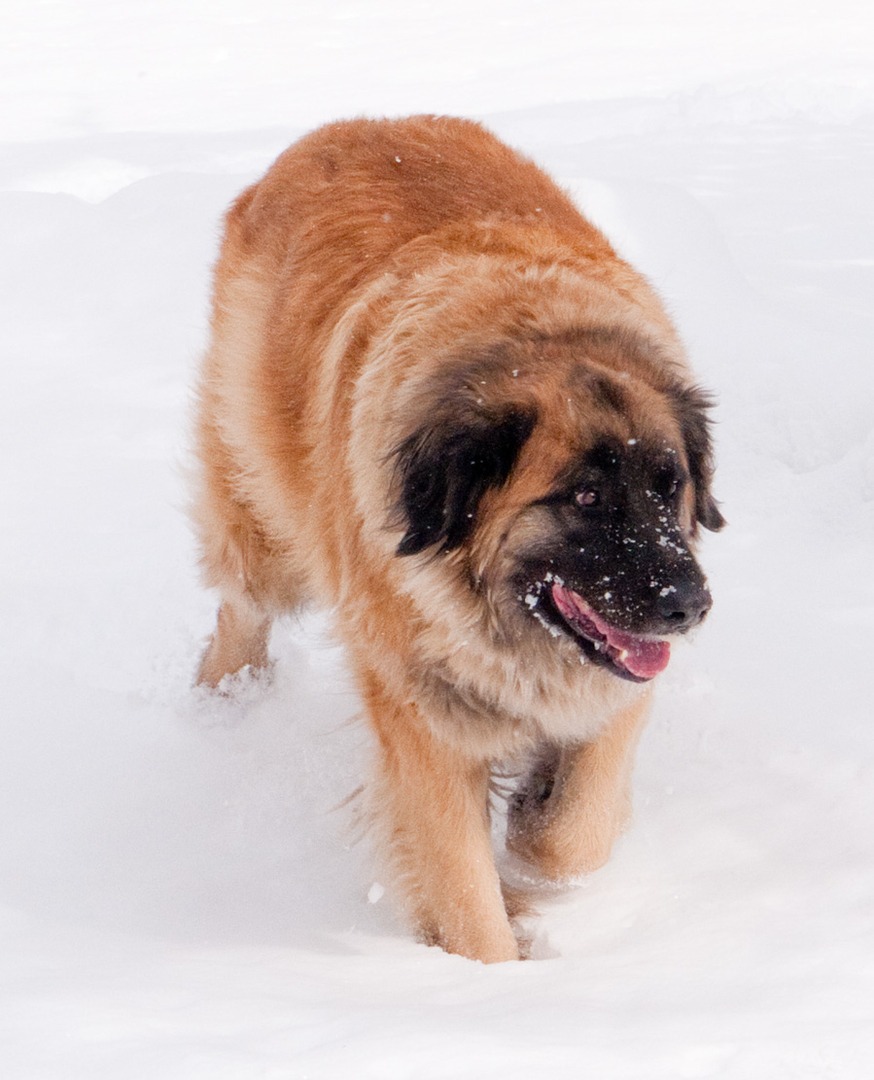 A dog walking on the snow